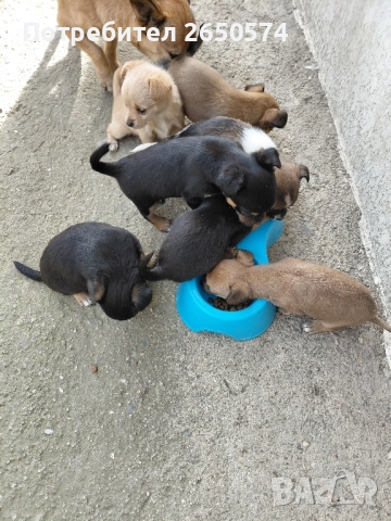 Чихо-пинчери, снимка 12 - Пинчер - 52837625