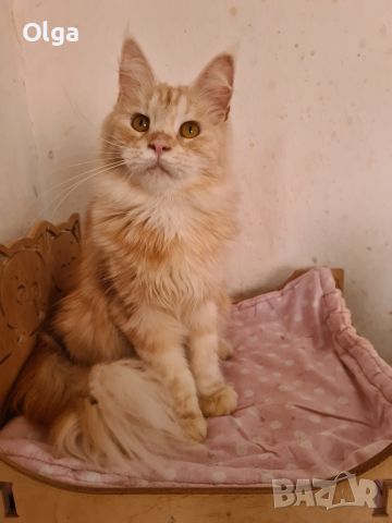 Чистокръвно котенце от породата Мейн Куун, снимка 1 - Мейн кун - 46143549