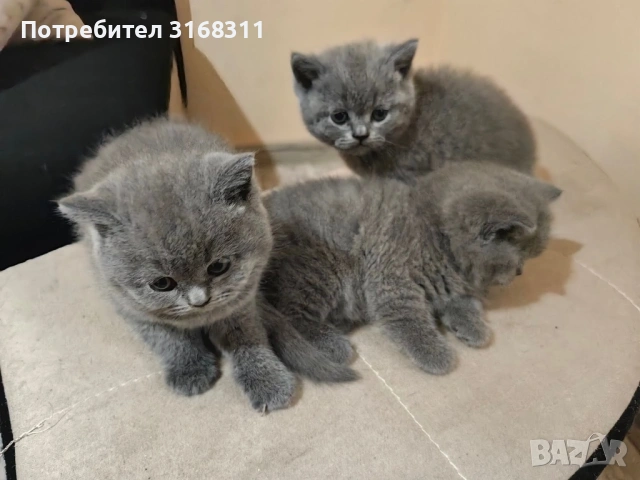 Страхотни малки пухчета, снимка 6 - Британска късокосместа - 53032093