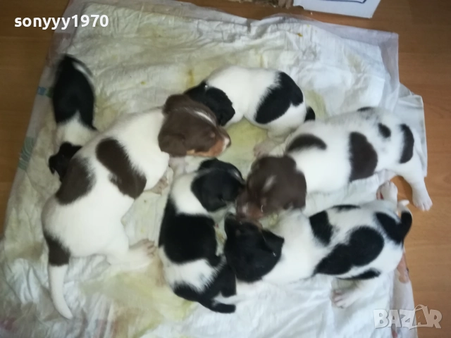 🙏 ДЖАК РЪСЕЛ-250ЛВ ЗА БРОЙ 0509250832, снимка 5 - Джак ръсел териер - 51611544