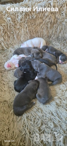 Малки бебета питбули, снимка 12 - Питбул - 53937837