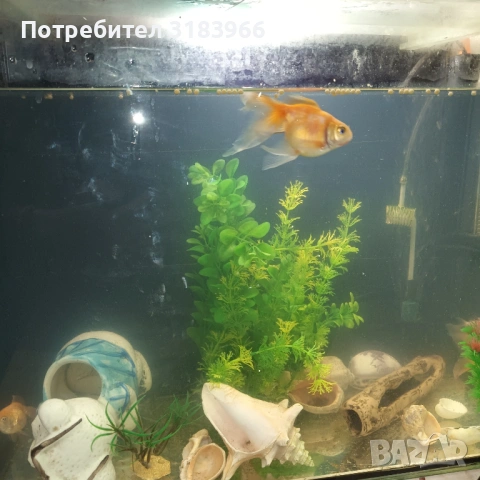 голям аквариум с рибки оборудван 50 х 40 х 24