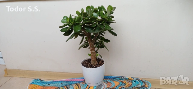 Цвете "Дървото на живота"