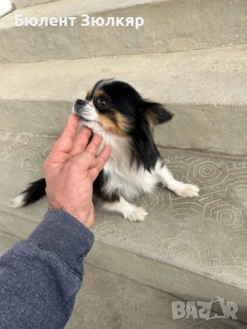 Мини чихуахуа , снимка 12 - Чихуахуа - 53602754