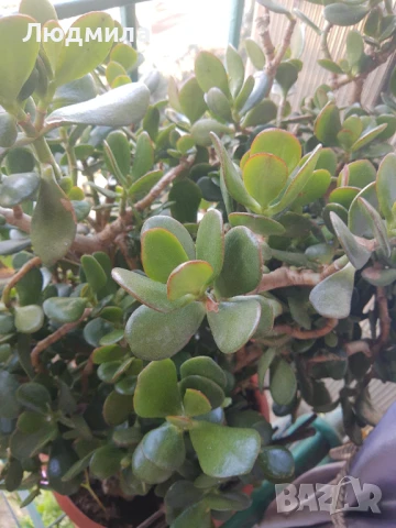 Дървото на живота,голямо,многогодишно,много богато,отлично, снимка 4 - Стайни растения - 51305358