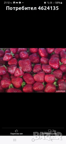 Целогодишен разсад ягоди и малини , снимка 11 - Сортови семена и луковици - 53621426