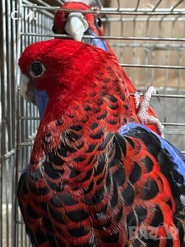 Пенантови розели , снимка 3 - Папагали - 52815177