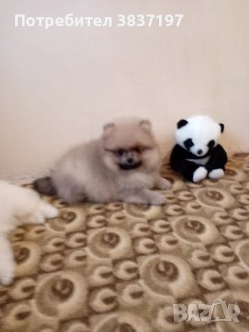 3 мъжки и 1 женско , снимка 4 - Померан - 53296873