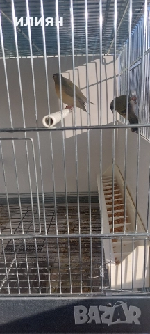 Гулдови амадини, снимка 2 - Амадини - 52960875