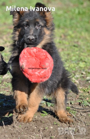 Мъжко кученце с ДЪЛЪГ косъм от развъдник , снимка 7 - Немска овчарка - 53016576