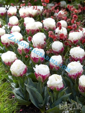 Сладоледено лале, снимка 9 - Градински цветя и растения - 53641313