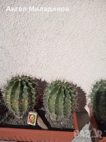 Сандъче с кактуси, снимка 3 - Стайни растения - 50008445