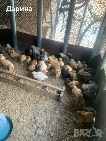 Пилета., снимка 3 - Кокошки и пуйки - 54168415