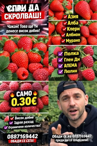 🍓🌱 Разсад ягоди и малини – подбрани сортове  Зимаме поръчки и неделя и събота   🍓 ЯГОДИ: 0.30€ • 
