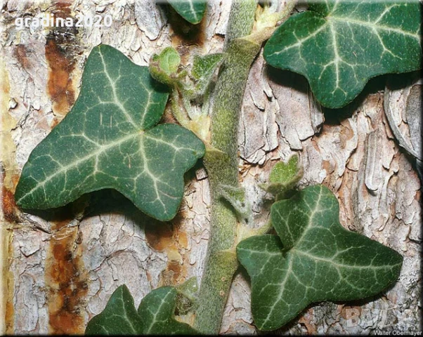 Бръшлян - Хедера обикновен (Hedera), снимка 5 - Разсади - 51007713