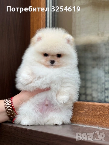 Померан, снимка 4 - Померан - 53048345