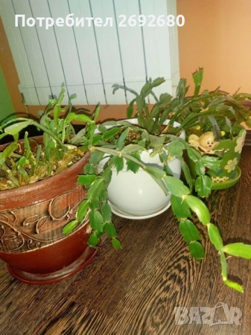  Коледничета розови+керамични саксии с подложки/цени в описанието , снимка 13 - Саксии и кашпи - 45505179