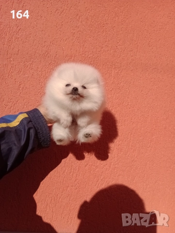 Мъжки Померани, снимка 7 - Померан - 52684765