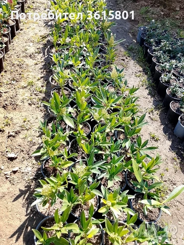 лавровишна , снимка 7 - Градински цветя и растения - 53971651