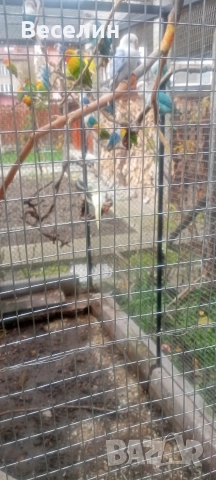 Продавам неразделки, снимка 2 - Папагали - 52706534