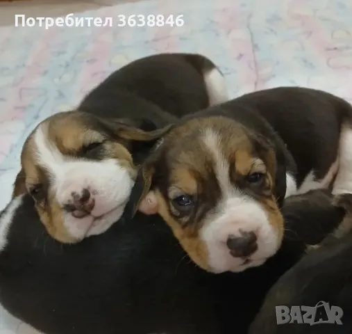 Бигъл, снимка 3 - Бигъл - 50137893