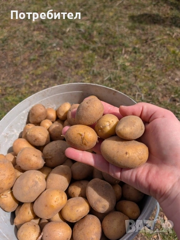 Картофи сорт Сорая, за консумация и семе, снимка 3 - Сортови семена и луковици - 54128977