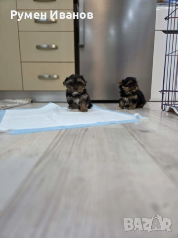 Съкровища малки, снимка 6 - Йоркширски териер - 54020592