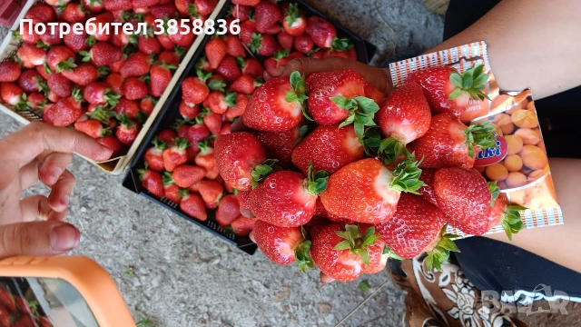 🍓НЕВРОЯТЕН СВЕЖ РАСАД ПРОМО ЦЕНИ🍓, снимка 3 - Разсади - 53566384