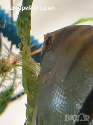 Работещи скаларии, снимка 3 - Рибки - 53215791