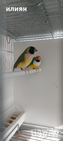 Чифт Гулдови . Японски амадини , снимка 2 - Амадини - 53662690