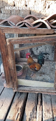 Продавам декоративно петле , снимка 2 - други­ - 53534480