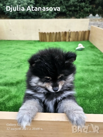 Продавам померанчета, снимка 6 - Померан - 51719427