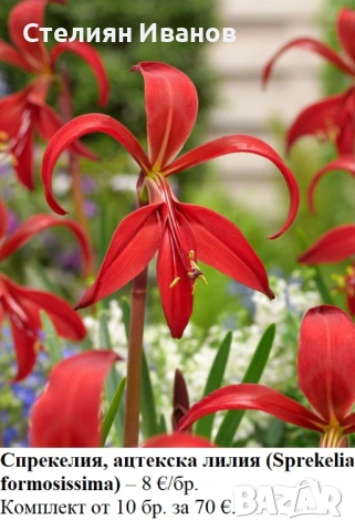 Спрекелия, ацтекска лилия (Sprekelia formosissima) - луковици