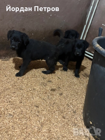 Голдан ретривър и немска овчарка, снимка 4 - Немска овчарка - 53596497