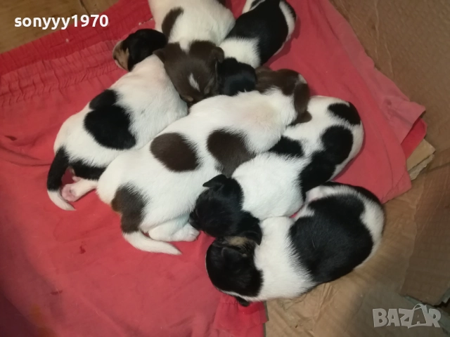 БЕБЕТА ДЖАК РЪСЕЛ 2309251834, снимка 11 - Джак ръсел териер - 51811325