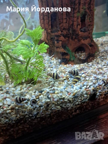 Охлюви Хелена