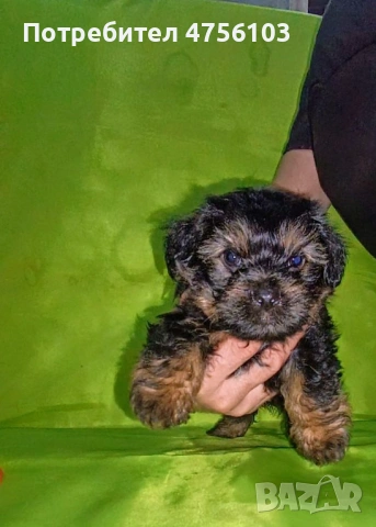Продавам Йоркширски териерчета, снимка 4 - Йоркширски териер - 53725169