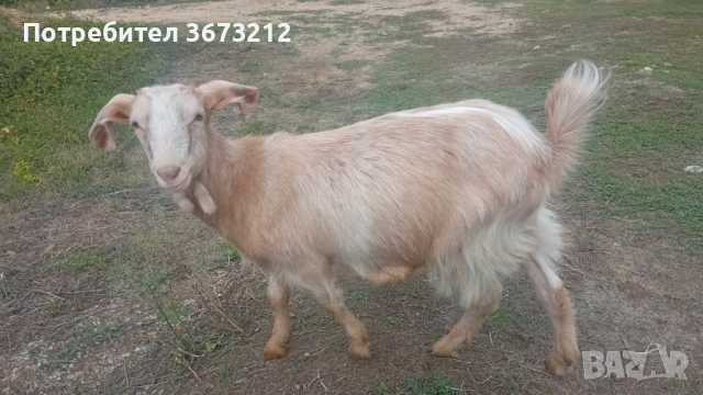 Продавам кози 