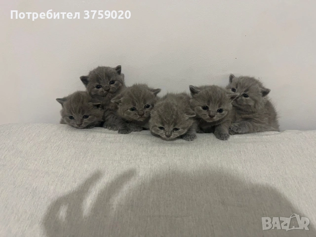 Британска късокосместа, снимка 2 - Британска късокосместа - 53825984