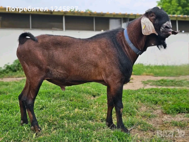 Англо-нубийски пърч, снимка 3 - Кози - 53238343