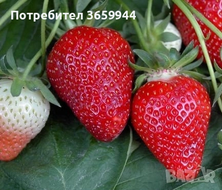 Предлагам елитен расад ягуди и малини, снимка 2 - Разсади - 52135758