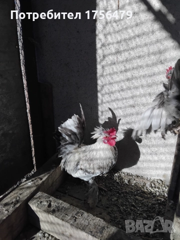 Петлета бреговски