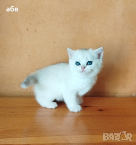 британски сребърни , снимка 4 - Чинчили - 54272146