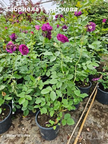 Храстовидна роза "Виолет ", снимка 2 - Градински цветя и растения - 45693110