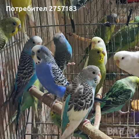 продавам валнисти папагали