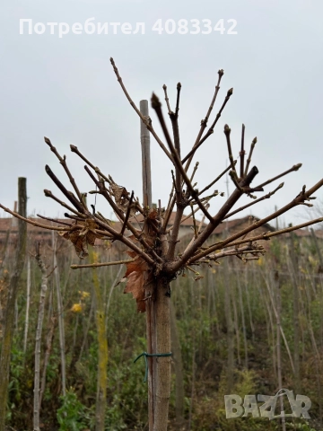 Кълбовиден Явор, снимка 4 - Градински цветя и растения - 52638133