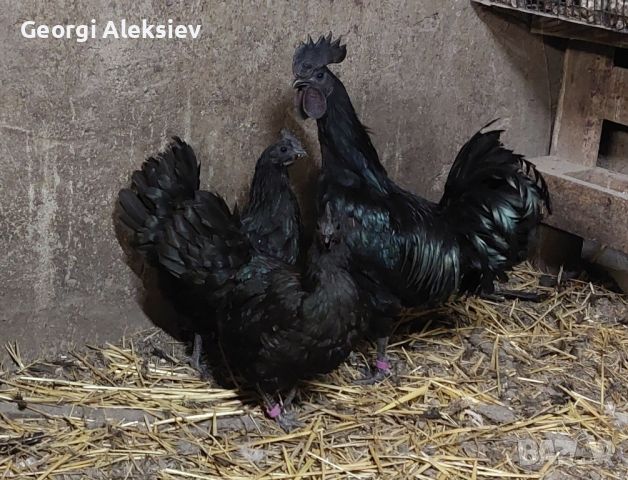 Прадавам яйца от Аям Кемани, снимка 9 - Кокошки и пуйки - 45496892