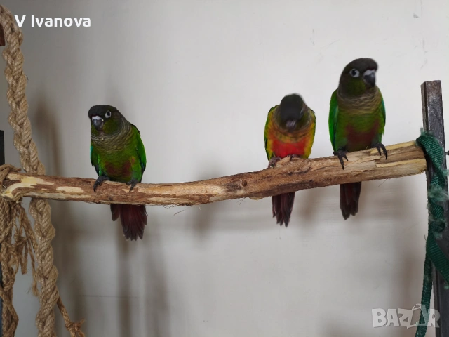 Социално и самостоятелно бебе папагал пирура , снимка 2 - Папагали - 54083180