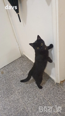 Приемен / постоянен Дом за Черна принцеса, снимка 2 - Други - 53331492