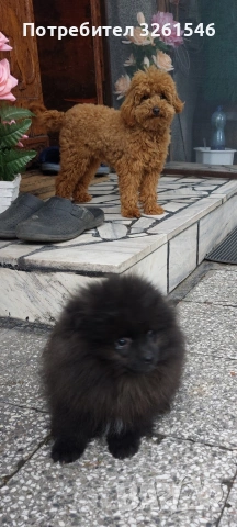 Продавам мъжки померан , снимка 7 - Померан - 53936076